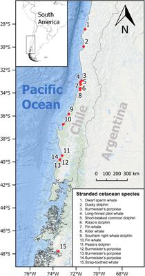 Pathological Findings in Cetaceans Sporadically Stranded Along the Chilean Coast